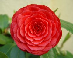 Tapeta Nature Flowers 128.jpg